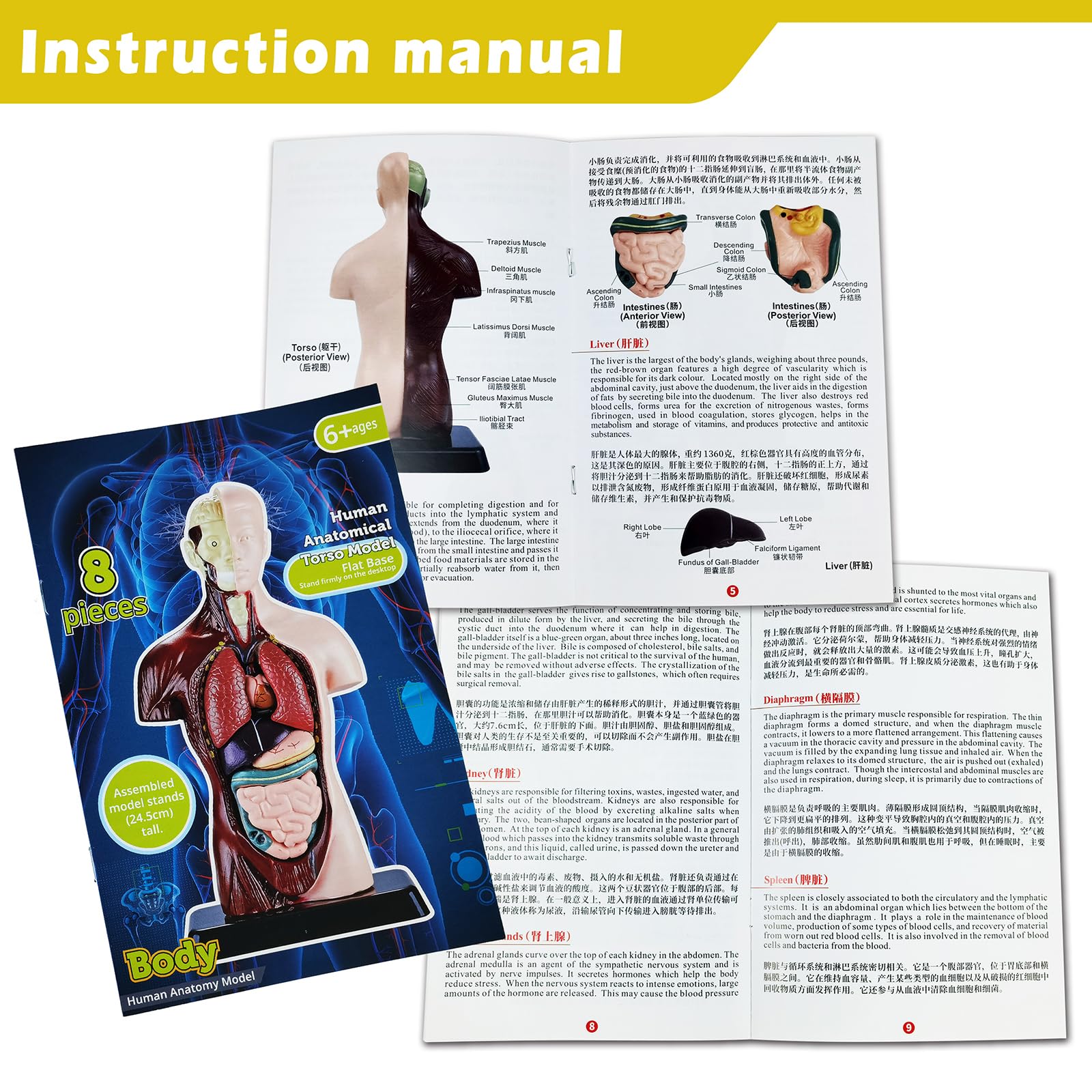 Amazon.com: HADWYN 3D Assembled Human Anatomy Model Skeleton